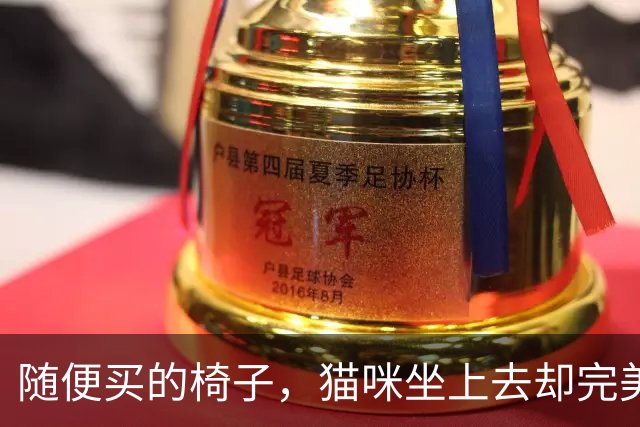 随便买的椅子，猫咪坐上去却完美契合，还以为是量身定做的！